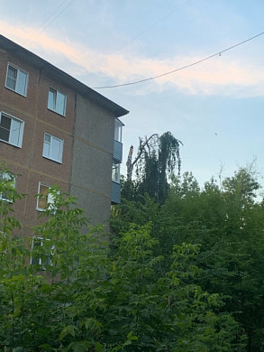 Ивановцы продолжают жаловаться на поваленные неделю назад деревья